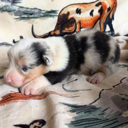 Jigsaw - Blue male Pembroke Welsh Corgi puppy in Hillsville, Virginia from Bonderosa Kennels