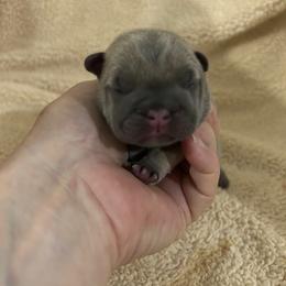 Milo - Blue male French Bulldog puppy in Denison, Texas from Lovemyfrenchies – Stoddard Frenchbulldog's