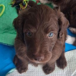 Duke - Brown and white male Aussiedoodle puppy in Grand Saline, Texas from Aussies Acre