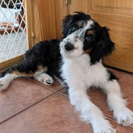 Luna - Black tri-color female Aussiedoodle puppy in New Durham, New Hampshire from Ridgeview Aussiedoodles