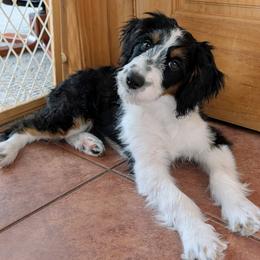 Luna - Black tri-color female Aussiedoodle puppy in New Durham, New Hampshire from Ridgeview Aussiedoodles