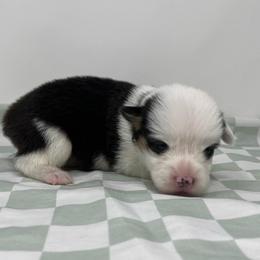 Patty - Black and tan female Pembroke Welsh Corgi puppy in Waco, Texas from The Comma Corgis