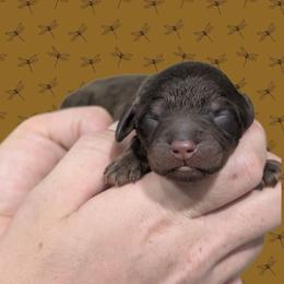 Male 2 - Chocolate male Cavapoo puppy in Coshocton, Ohio from Forever Family Puppies