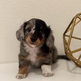 Tux - Dapple male Dachshund puppy in Fort Gibson, Oklahoma from Cooper’s Dachshunds