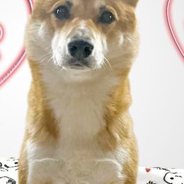Shiba Inu from Asher Boy Shibas