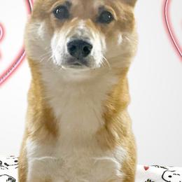 Shiba Inu from Asher Boy Shibas