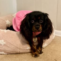 Cavalier King Charles Spaniel and Poodle All Grown Up from Ellis Crown Cavaliers