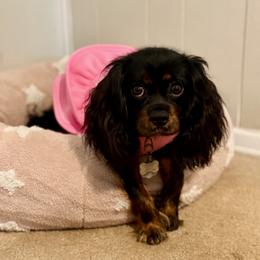Cavalier King Charles Spaniel and Poodle All Grown Up from Ellis Crown Cavaliers