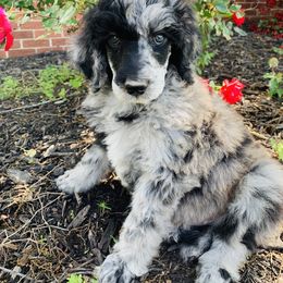 Bernedoodle and Goldendoodle Puppies from Cottrell’s Poodles & Doodles