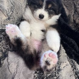 Joy 1800 - Black tri-color female Australian Shepherd puppy in Chaplin, Connecticut from Mystic Moon
