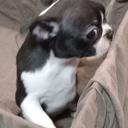 Boston Terrier Puppies from Park Kennel
