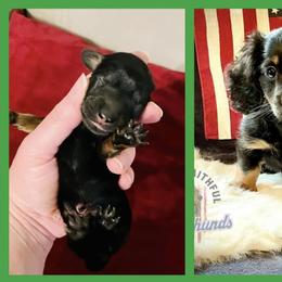 Dachshund Puppies from Always Faithful Dachshunds