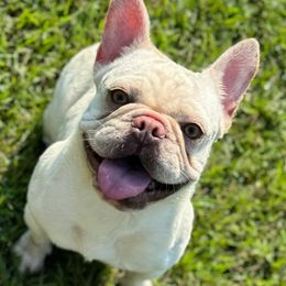 Delicious - French Bulldog