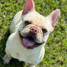 Delicious - French Bulldog