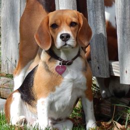 Beagles from Robey Creek Beagles