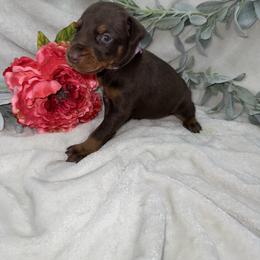 Shiloh - Red and rust female Doberman Pinscher puppy in Boyd, Texas from Team Feem Breeders
