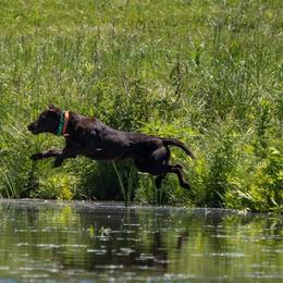 Labrador Retriever puppies from AimPowers Retrievers