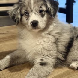 TOPAZ - Blue merle male Miniature American Shepherd puppy in Puyallup, Washington from TRAILS END GEMINI
