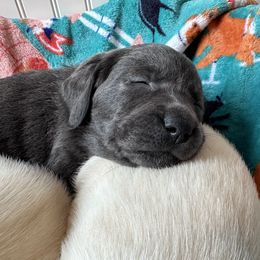 Dilute Retriever and Labrador Retriever Puppies from Loving Loyal Labs