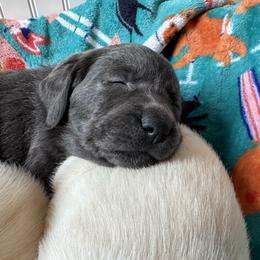 Dilute Retriever and Labrador Retriever Puppies from Loving Loyal Labs