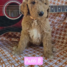 Patti B - Apricot female Goldendoodle puppy in Seymour, Tennessee from Lollie's Doodles