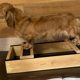 Willow - Dachshund