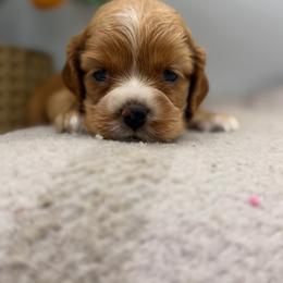Yolanda black female - Red female Cocker Spaniel puppy in Howe, Indiana from A&J Kennel