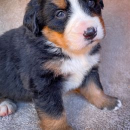 Bernedoodle, Bernese Mountain Dog, and Siberian Husky Puppies from Timberline Paws