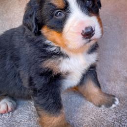 Bernedoodle, Bernese Mountain Dog, and Siberian Husky Puppies from Timberline Paws