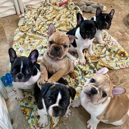 French Bulldogs from One More Frenchie