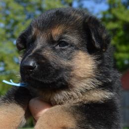 Baby blue - Black and tan female German Shepherd puppy in Grand Rivers, Kentucky from Von Frieden German Shepherds LLC