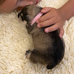 Miniature Schnauzer Puppies from Black Gold Miniature Schnauzers