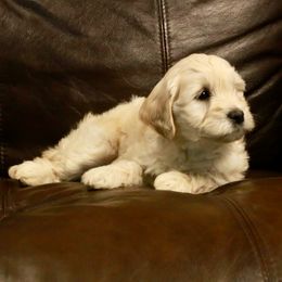 Goldendoodle Puppies from 307 Mini Goldendoodle