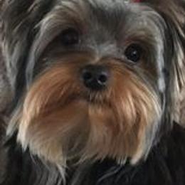 Yorkshire Terriers from Shelia East's Yorkshire Terriers