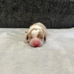 Pink - Caramel female Australian Labradoodle puppy in Calhoun, Louisiana from Arrowhead Australian Labradoodles