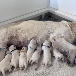 Girl puppy - Light golden female Golden Retriever puppy in Myakka City, Florida from MC Goldens