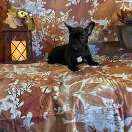Mia - Brindle female French Bulldog puppy in Rayville, Missouri from Pelis French Bulldogs