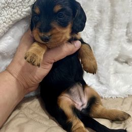 Tiny Tina - Black and tan female Dachshund puppy in Seattle, Washington from Sandstone Dachshunds