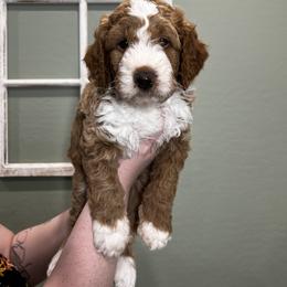 Bernedoodle Puppies from Hidden Hollow Doodles