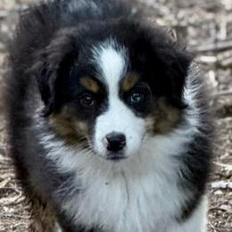 Rory - Black tri male Miniature Australian Shepherd puppy in Patterson, North Carolina from DreamLine Aussies