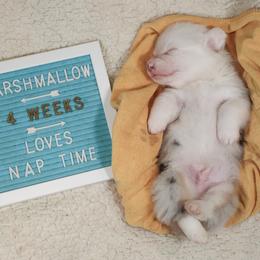 American Corgi, Cardigan Welsh Corgi, and Pembroke Welsh Corgi Puppies from Diamond Corgis