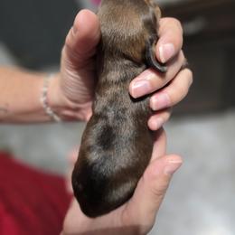 Dachshund Puppies from Little Paws Doxies