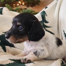 Purdy - Piebald Dachshund puppy in Lindsay, California from Lazy K&M Dachshunds