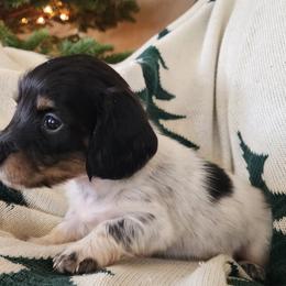 Purdy - Piebald Dachshund puppy in Lindsay, California from Lazy K&M Dachshunds