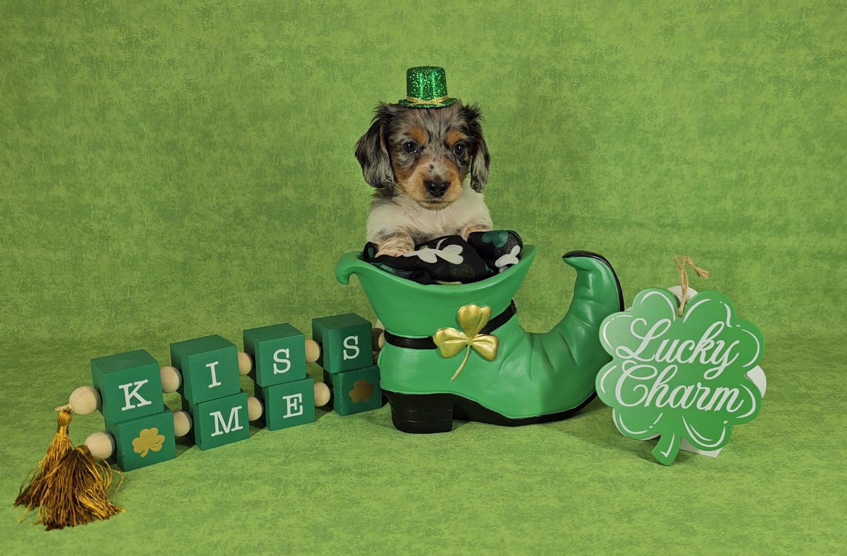 Dachshund Puppies from Newbern's Nuggets