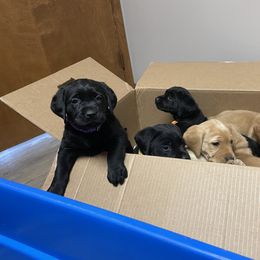 Labrador Retriever Puppies from Bayside Labradors