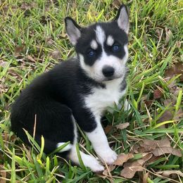 Guinevere - Black and white female Siberian Husky puppy in College Station, Texas from Texas Siberian Husky Kennels (TSHK)
