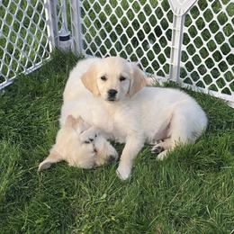 Caterpillar - Light golden female Golden Retriever puppy in Pasco, Washington from Rodgers Retrievers