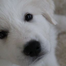 Great Pyrenees Puppies from Imac Great Pyrenees