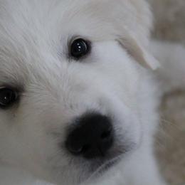 Great Pyrenees Puppies from Imac Great Pyrenees
